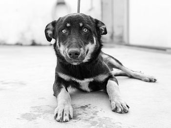 Close-up portrait of dog relaxing on floor