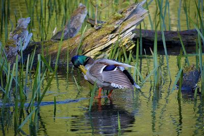 View of bird in lake