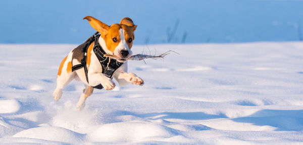 Dog running in snow