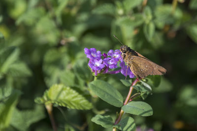 Butterfly pollinating on purple flower