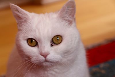 Close-up portrait of cat