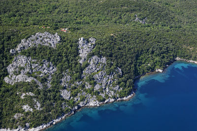 High angle view of trees and plants on land