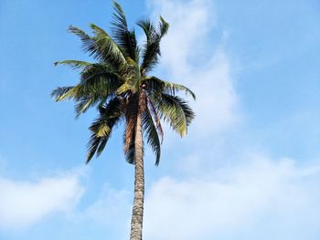 Low angle view of palm tree against sky