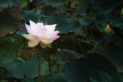 Close-up of pink water lily