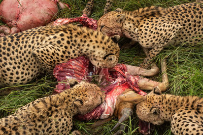 Close-up of five cheetahs feeding from carcase