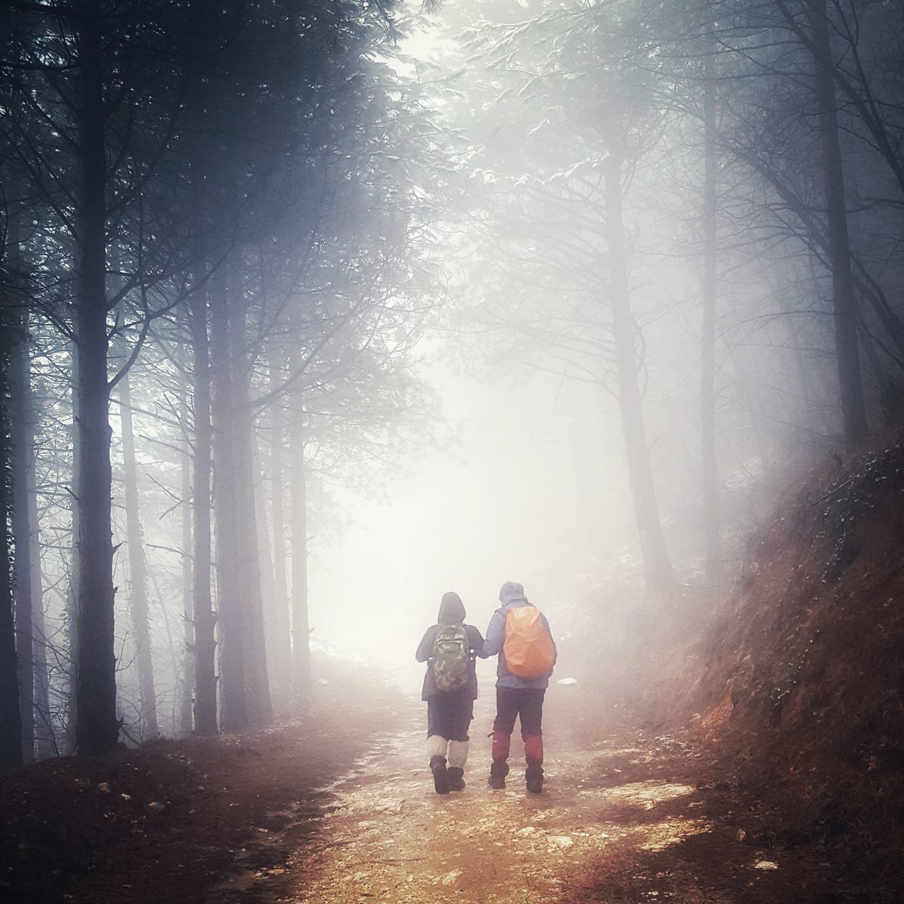 tree, real people, lifestyles, forest, fog, plant, leisure activity, nature, togetherness, full length, rear view, the way forward, women, direction, group of people, footpath, men, land, woodland, outdoors, positive emotion