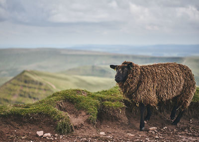 Sheep standing on top of pen y fan mountain in wales 