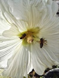 Close-up of bee on white flower