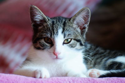 Close-up portrait of a cat