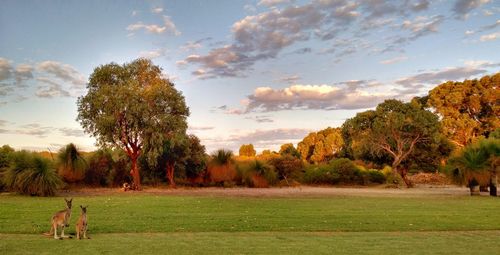 Scenic view of grassy field against cloudy sky