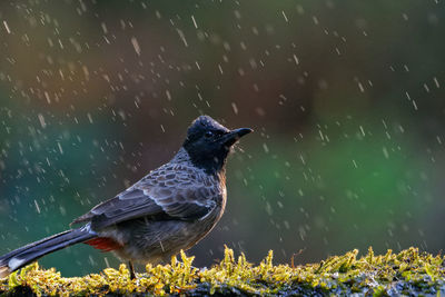 Close-up of bird in rain