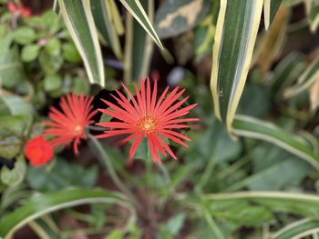 Close-up of red flowering plant