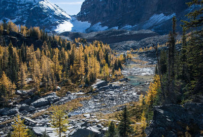 Scenic view of pine trees by snowcapped mountains during winter