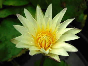 Close-up of yellow flower blooming outdoors