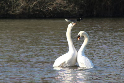 Swan animal behaviour  mating on lake