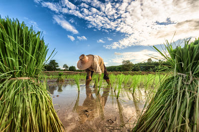 Scenic view of worker in rice field