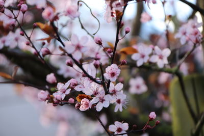 Close-up of cherry blossom tree