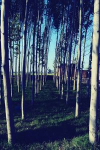 View of bamboo trees against sky