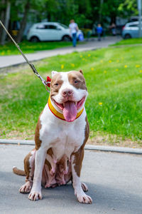 Portrait of dog sticking out tongue while sitting on road