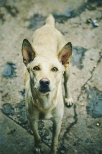 High angle portrait of dog standing outdoors