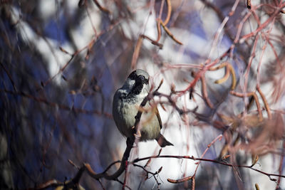 Low angle view of bird perching on branch