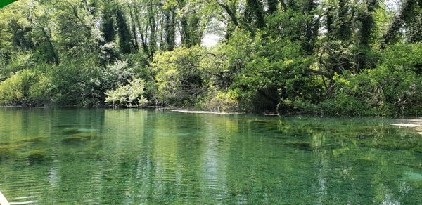 Scenic view of lake in forest