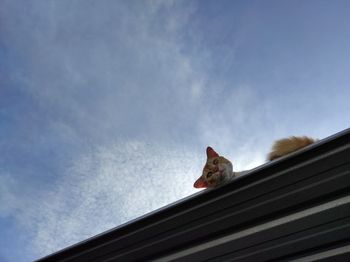 Low angle view of a cat looking away against sky