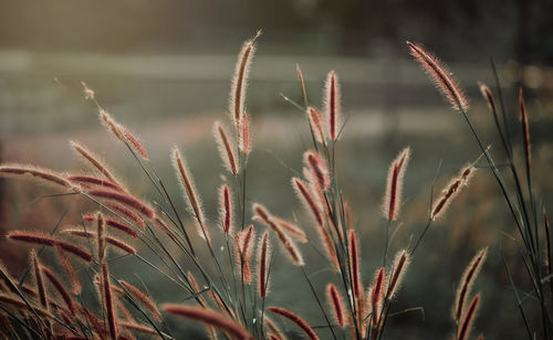 Close-up of stalks in field