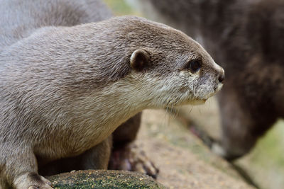 Close-up of an animal