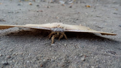 Close-up of moth on land
