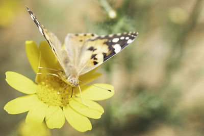 Close-up of butterfly pollinating on yellow flower