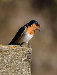 Close-up of bird perching on retaining wall