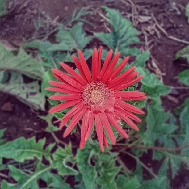 flower, petal, freshness, flower head, fragility, red, growth, beauty in nature, plant, close-up, blooming, single flower, pollen, high angle view, nature, focus on foreground, in bloom, day, outdoors, leaf