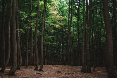 Trees in forest