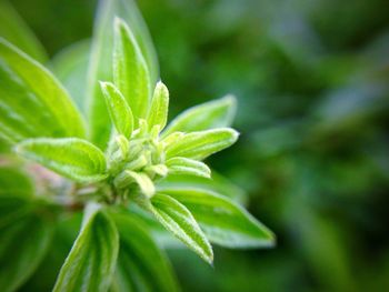 Close-up of fresh green plant