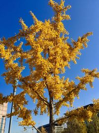 Low angle view of tree against blue sky