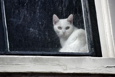 Close-up portrait of cat sitting