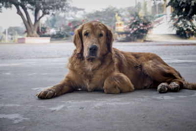 Portrait of a dog resting on footpath