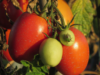 Close-up of tomatoes