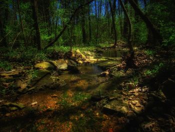 Scenic view of waterfall in forest