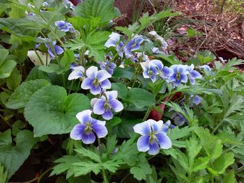 High angle view of purple flowers blooming in park