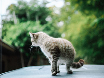 Close-up of a cat looking away