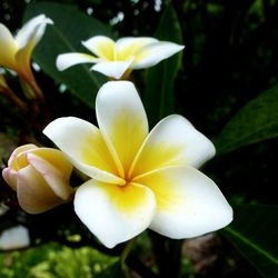 Close-up of frangipani blooming outdoors