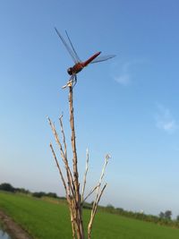 Low angle view of plant on field against clear blue sky