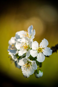 Close-up of white cherry blossom