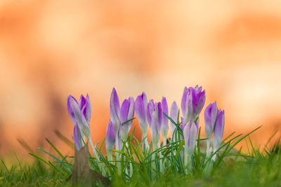 Close-up of purple crocus flowers on field