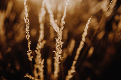 Close-up of plants growing on field during sunset