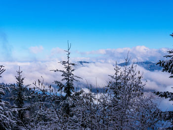 Snow covered plants against blue sky
