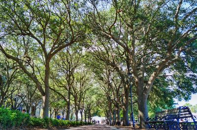 Trees by road in city