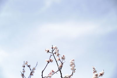Low angle view of flower tree against sky